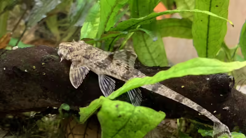 Hexenwelse: Daher haben sie ihren Namen