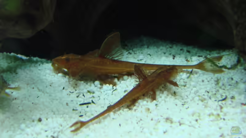 Hexenwelse: Daher haben sie ihren Namen