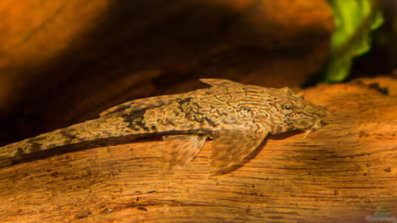 Hexenwelse: Daher haben sie ihren Namen