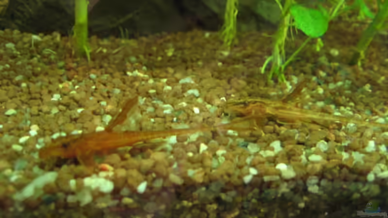 Hexenwelse von xmarkusx (12)