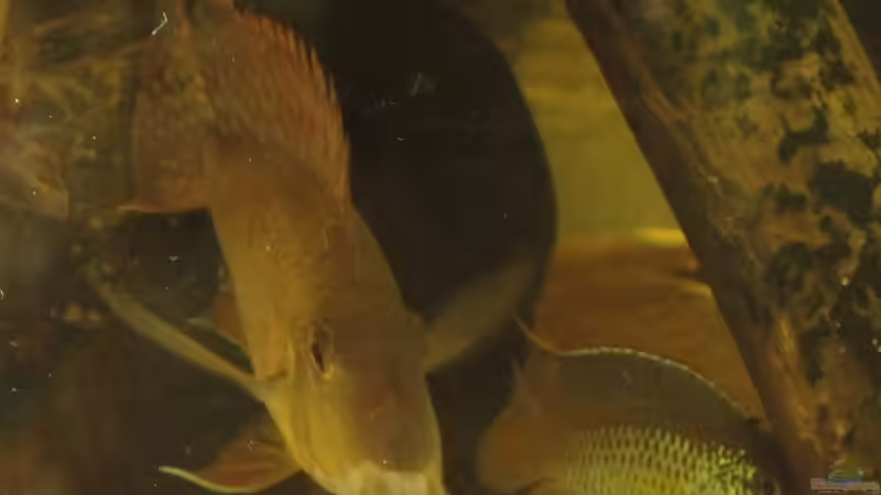 ´hey alter´ von Laura (71)