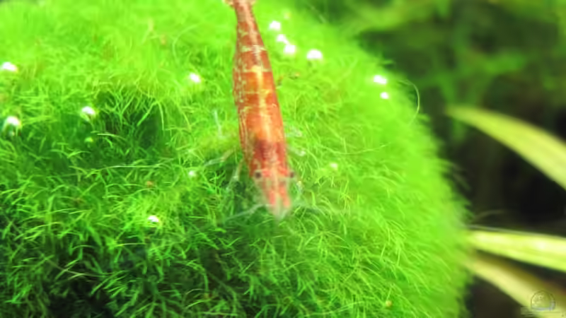 Hi!!! von Opodeldok (43)