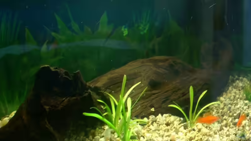 Hie habe ich die Wurzeln anders hingelegt! von Heiko Mietz (7)