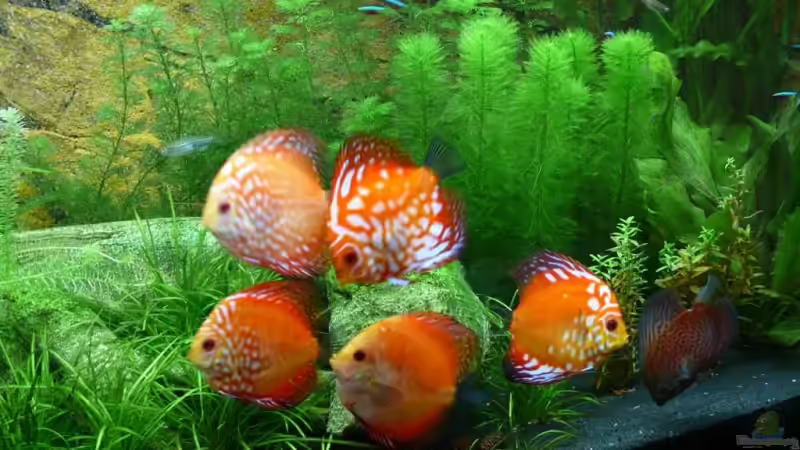 Hier alle 6 Wilden von Ralf Hoffmann (20)