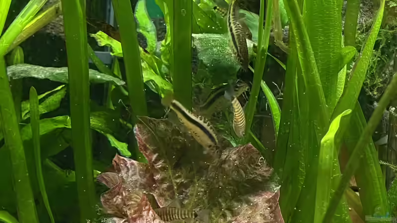 Hier alle drei Fischarten auf einem Foto: Ein Querstreifenbärbling (Männchen) ganz oben, mittig ein Y. brevis Männchen und dieses umringt von Y. cruciatus  von Lina L. (21)