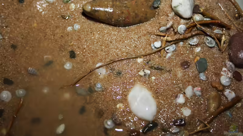 Hier auch der neue Bodengrund von Florian Bandhauer (49)