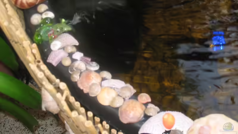 hier auch mit Muscheln (ich liebe Muscheln, deshalb auch mein Nick von Muschelherz (9)