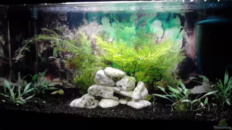 Hier das Becken nach der ersten ??nderung (5 Monate nach Einrichtung) von Christina Müller (2)