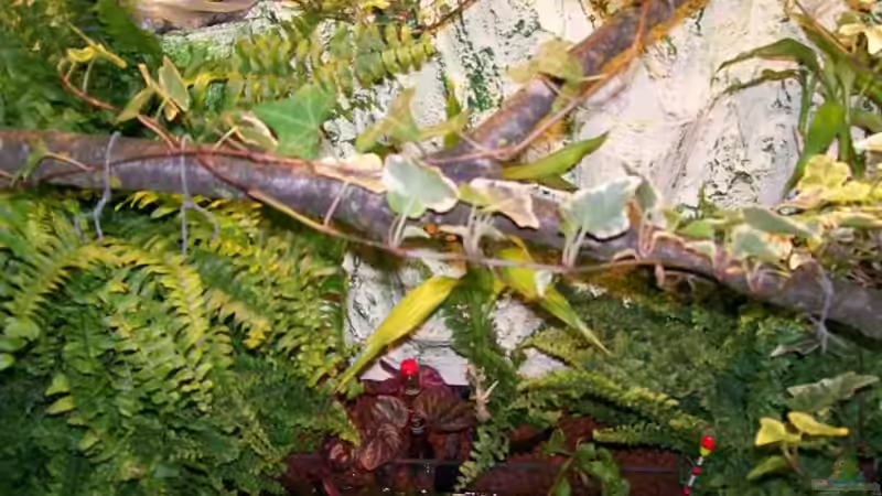 Hier der Ast für meine Kletterpflanzen. von Theo Heimann (16)