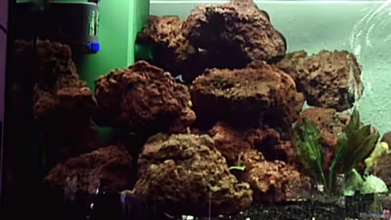 Hier der Gesteinshaufen, der von den beiden Steatocranus casuarius Poll bewohnt wird von Nicolay Brätter (3)