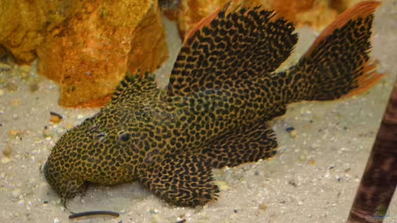 Hier der Grosse, er hat eine Länge von ca. 25cm. von GGuardiaNN (85)