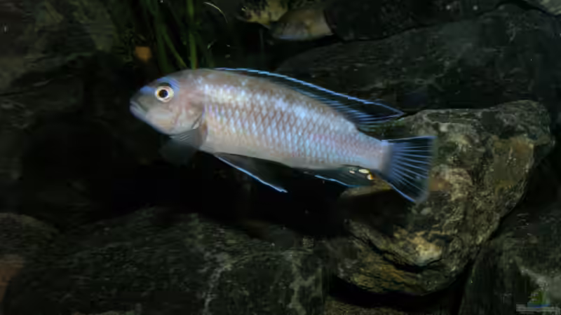 Hier der Große 14.1.2013 von bossie1704 (74)