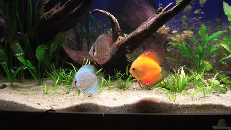 Hier der Marlboro Red, Brillanttürkis und Royal Blue von Matoba (37)