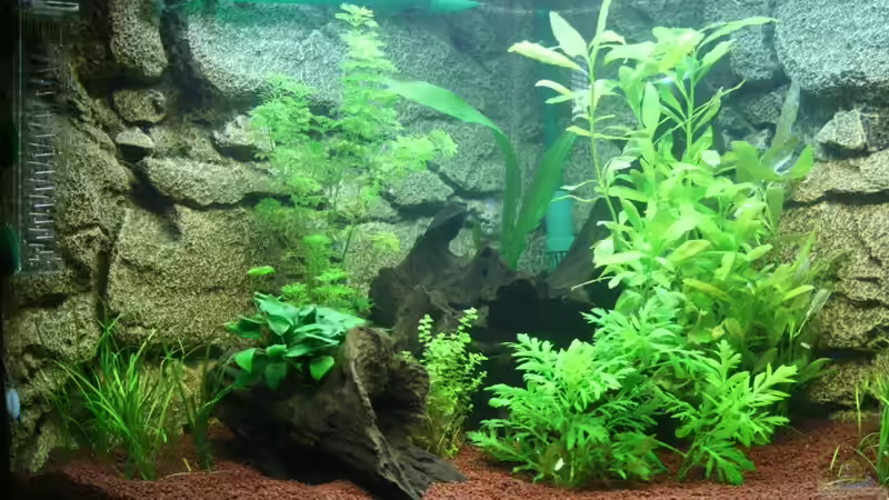 hier der Verschnitt aus der Nähe von AkGuru (5)