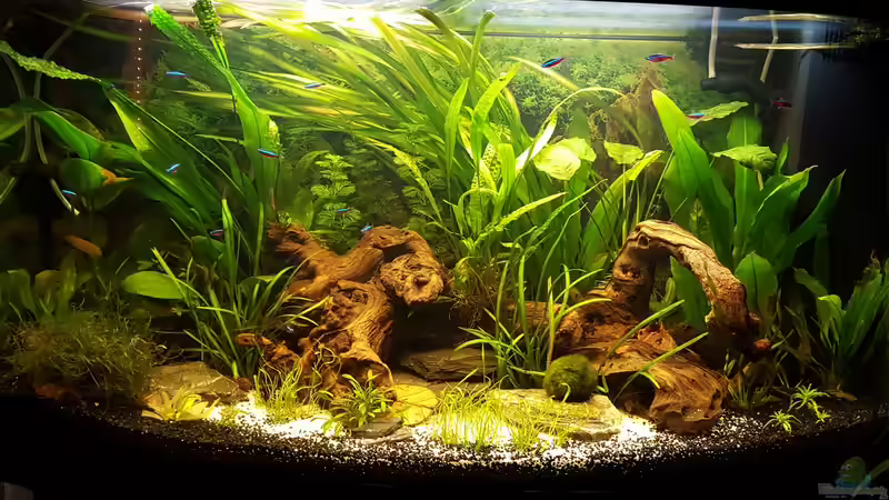 Hier die Ausleuchtung mit 3 LED Leisten 2 x 50 cm einmal 70 von painless Tdb-music (3)