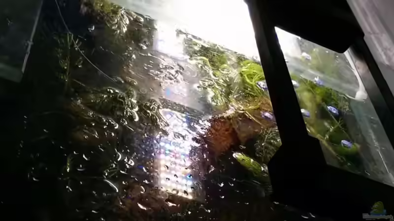 Hier die Fluval Led auf der Hobbyglas Abdeckung von AquaTobi90 (42)