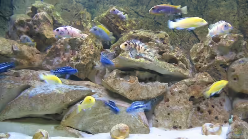 Hier die ganze Meute :-) von Oliver Knönagel (17)