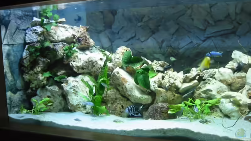 Hier die linke Seite des Beckens von Timo Tschöpel (3)