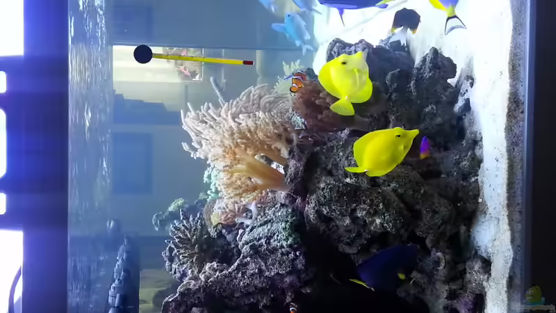 Hier die Seitenansicht links ! 10.08.2013 von urbi (100)