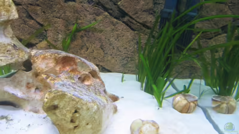 Hier die Vallisnerien. von Oliver Knönagel (11)