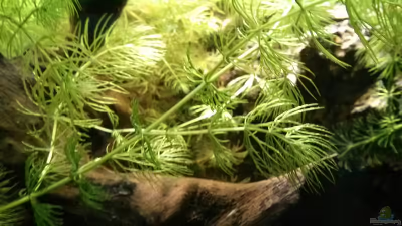 Hier ein Beispiel für einen Seitentrieb, neue Triebe sind sehr dünn entgegen der von AquaTobi90 (32)