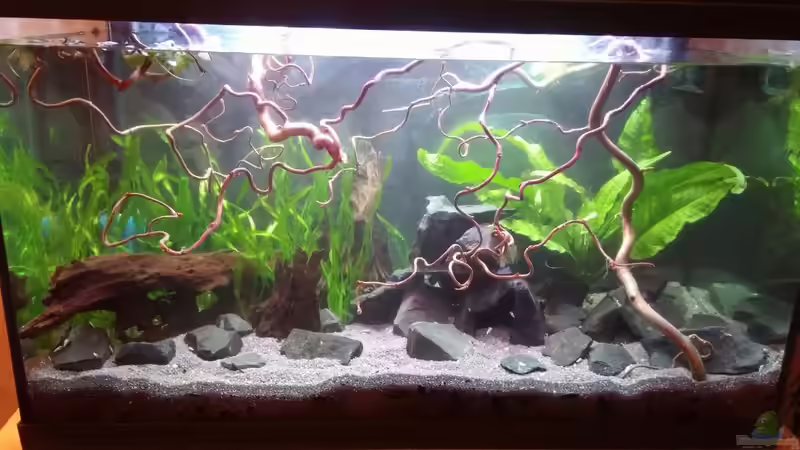 Hier ein Bild vom 3.8.16 von Miss Kasimir (2)