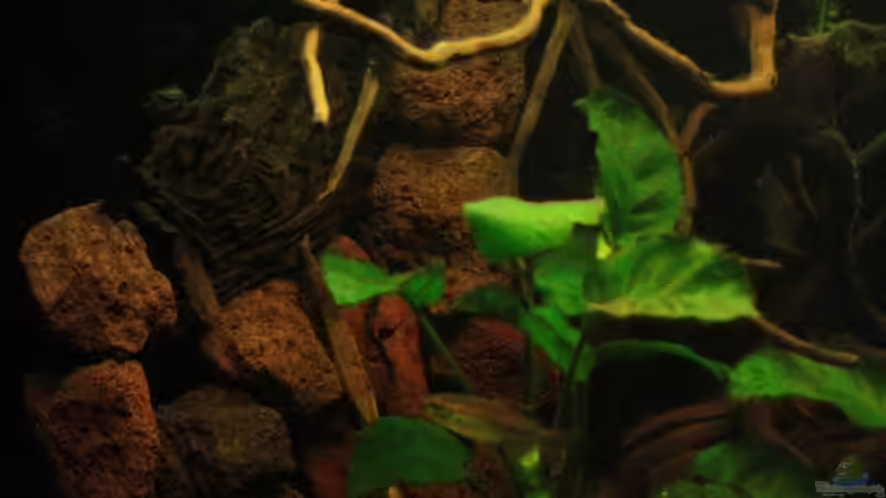 Hier ein Blick auf die simulierte Uferböschung der linken Beckenseite,zwischen den von Bämbel (21)