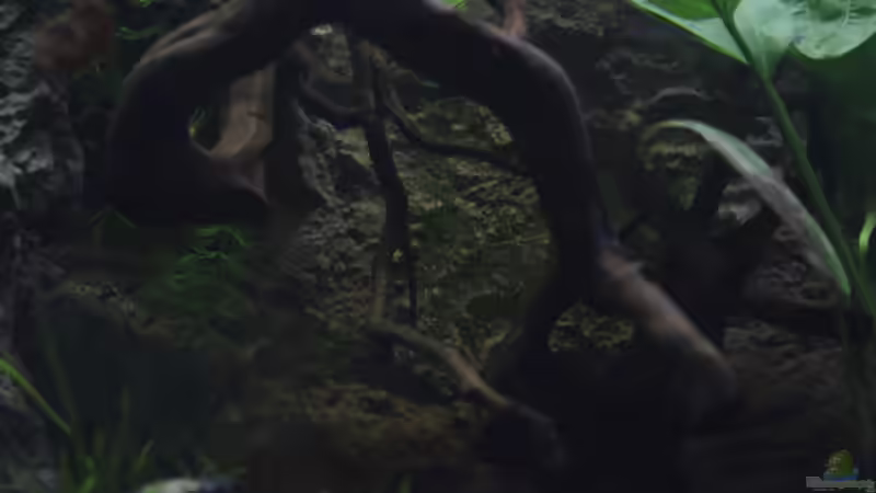 Hier ein Einblick auf ein Stück der Struktur der Rückwand von Falk (17)