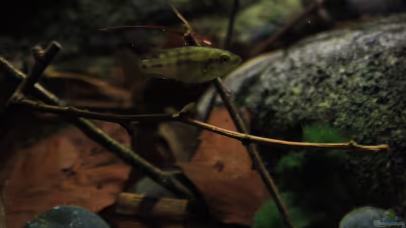 Hier ein Pseudocrenilabrus nicholsi Weibchen von Florian Bandhauer (36)