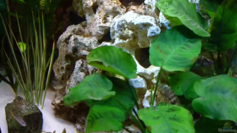 Hier eine der Anubias von nahem von Uwe Baumgarten (3)