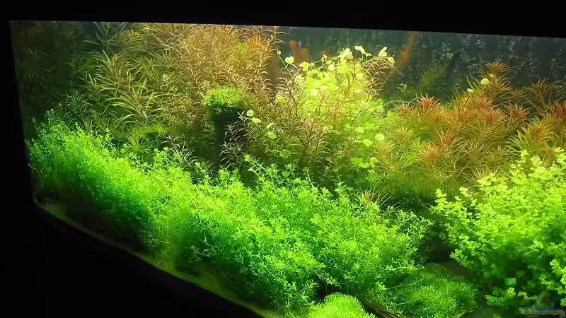 Hier eine der beiden großen Wurzeln. von Frank Joseph (9)