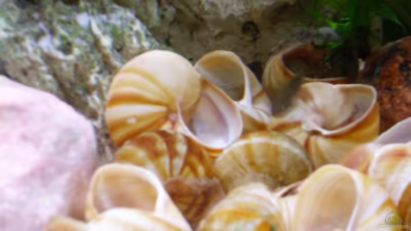 Hier einige Häuser für die Schneckenbuntbarsche von Uwe Baumgarten (16)