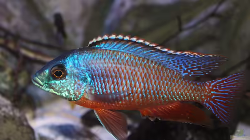 Hier einmal ein aktuelles Bild vom Protomelas. von Marco O. (63)