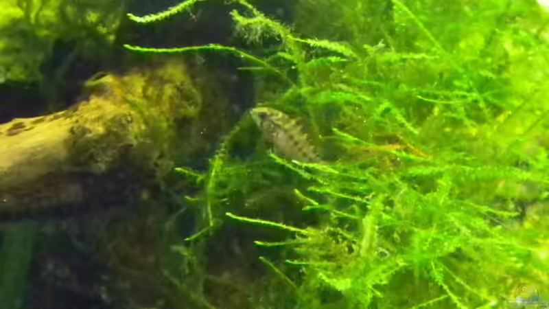 Hier findet mich bestimmt keiner :) von Alfur (14)