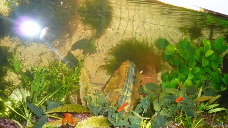 Hier gab es frische Brennessel von Aqualady (8)