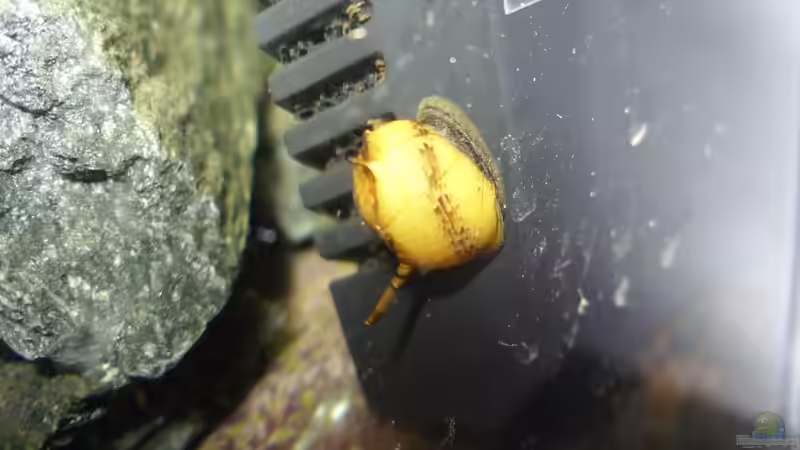 Hier gibt es immer was zu futtern von Nanonana (26)