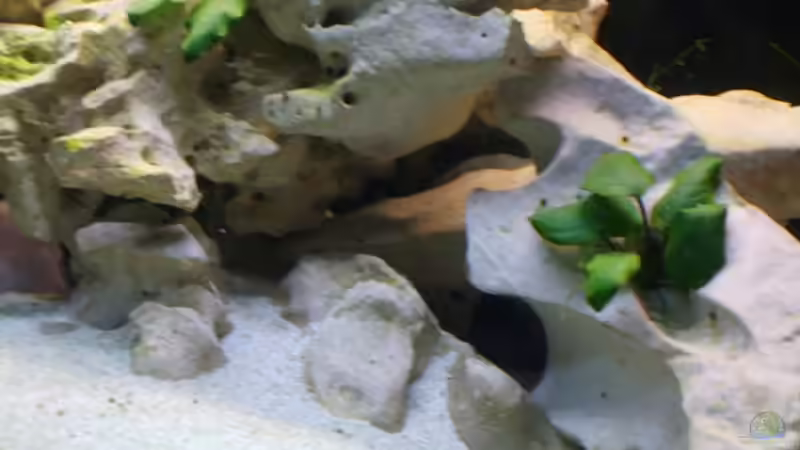 Hier gibts ganz viele Höhlen,Ecken und Winkel von Martin Kühnel (10)