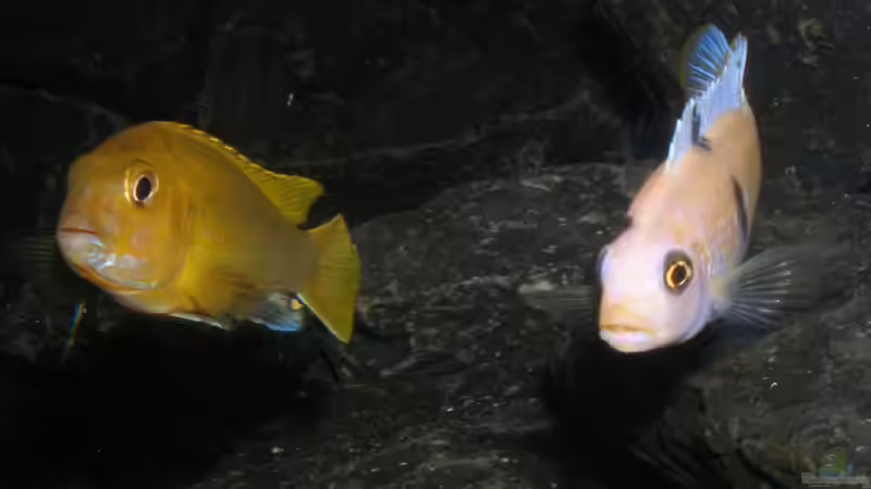 Hier gibts keinen Nachbarschaftsstreit 14.1.2013 von bossie1704 (80)