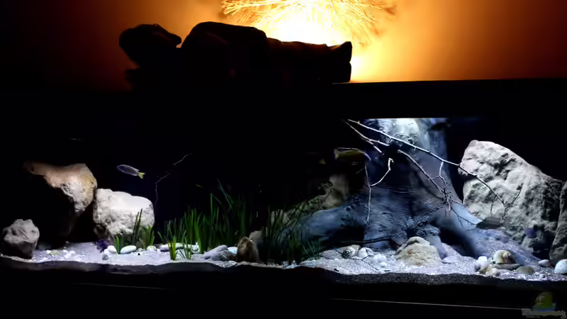 Hier gut der Baumstumpf von BTN zu sehen, dazu echte Buchenzweige von Florian Bandhauer (6)