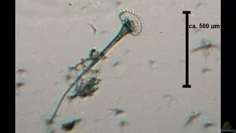 Hier haben wir dann auch das kleine Tronpetentier namens Stentor - an der Aqarienscheibe von vixen (27)