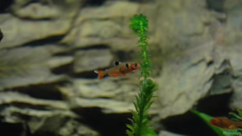 hier hält er mal etwas still von marciii1985 (25)