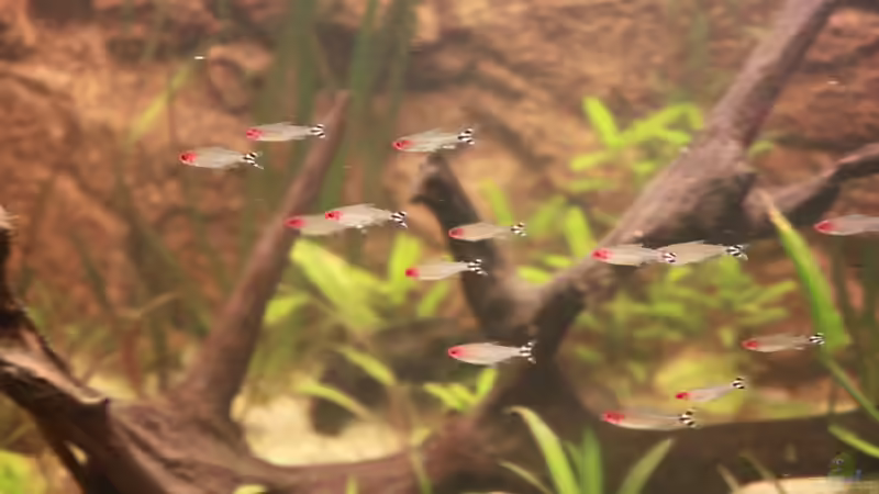 Hier ist der 2. Teil von Maximilian Landrock (9)