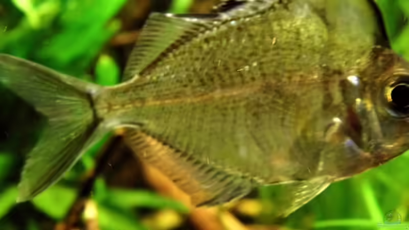 Hier ist der Buckel des Buckelkopf-Glasbarsches sehr genau erkennbar von snooze (28)