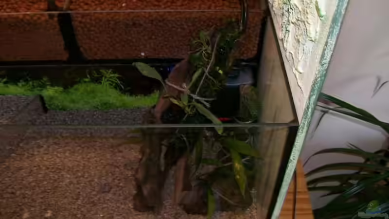 Hier ist der Filder mit denn mit Javamoos bewachsenen Wurzeln versteckt. von Theo Heimann (17)