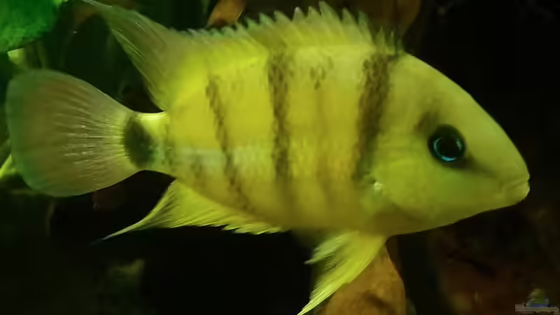 Hier ist der große C.cutteri zu sehen. von David S. (3)