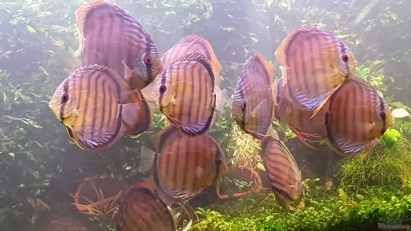 Hier ist die Rasselbande von Christian Roger Rohrer (1)