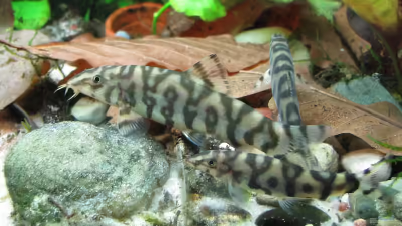 Einrichtungsbeispiele für Botia lohachata (Netzschmerle)