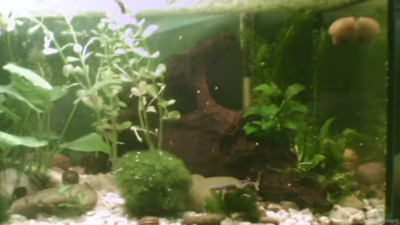 hier ist die Wurzel mal schön zu sehen, mittlerweile ist sie vollkommen überwuchert... von Jenny (15)