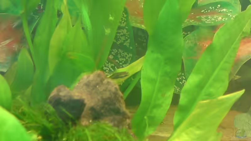 hier ist ein Ohrgitter-Zwerghanischwels versteckt von Fireman (13)