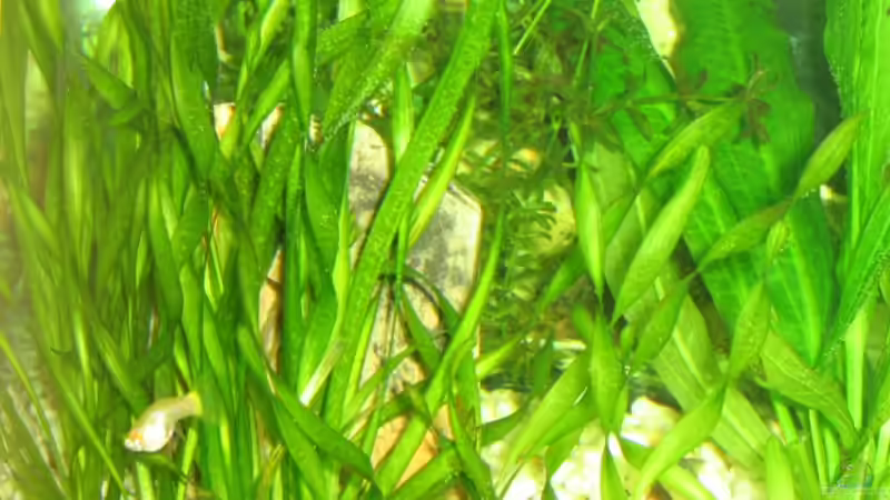 Hier ist eine Höhle hinter den Pflanzen versteckt, könnt ihr sie sehen? von Dennis Jaaks (11)